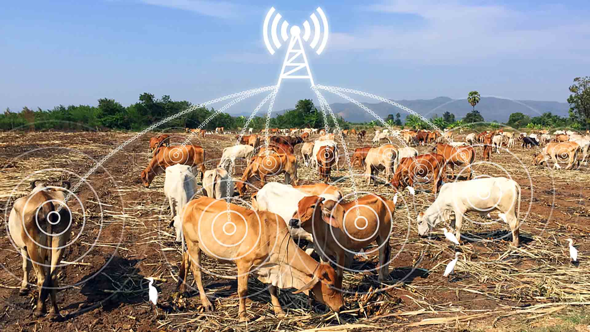 technology-trend-digitising-dairy-with-connected-cows-fastcomm